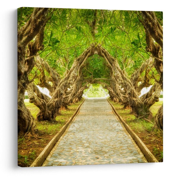 Obraz - Živý tunel z plumérií (30x30 cm)