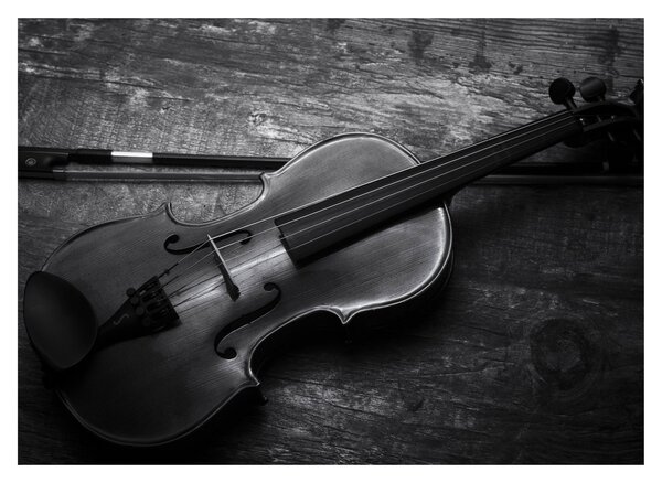 Obraz - Viola (70x50 cm)