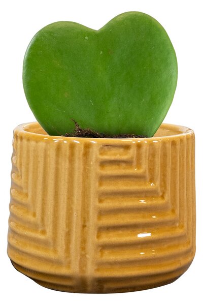 Ter Steege Obal Gio mustard D8 H6