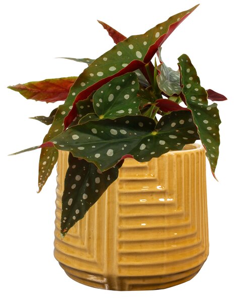 Ter Steege Obal Gio mustard D15 H13