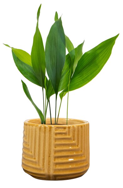 Ter Steege Obal Gio mustard D11 H9