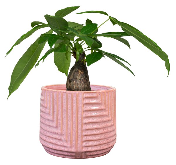 Ter Steege Obal Gio sorbet D19 H15