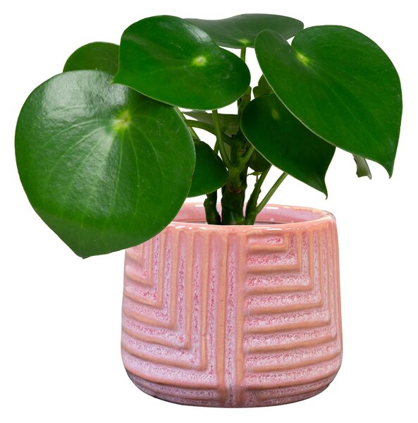 Ter Steege Obal Gio sorbet D11 H9