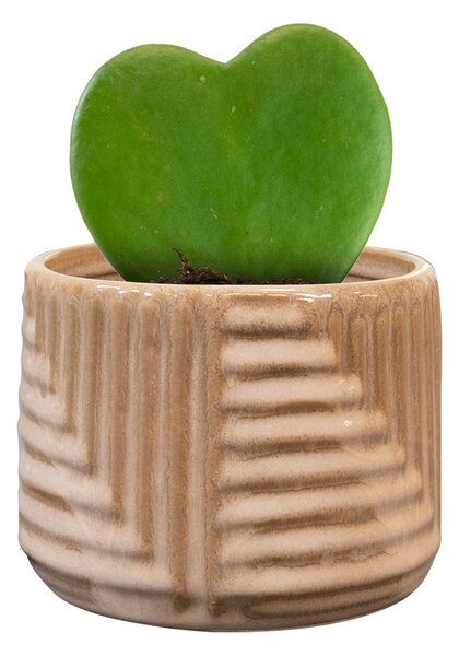 Ter Steege Obal Gio taupe D8 H6