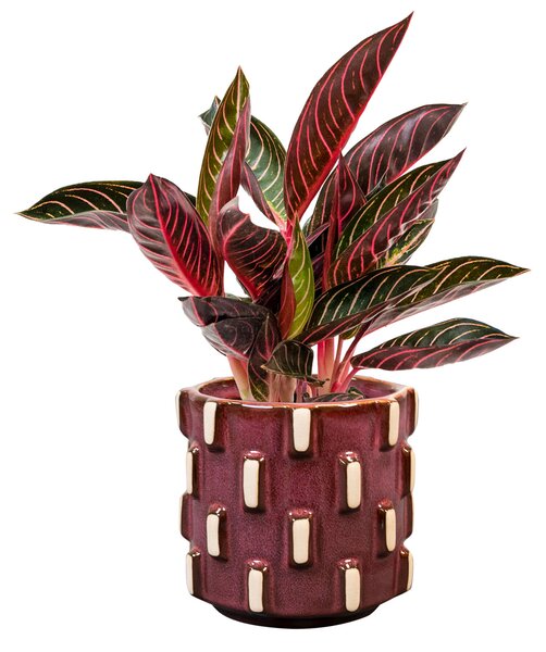 Ter Steege Obal Inez burgundy D12 H11
