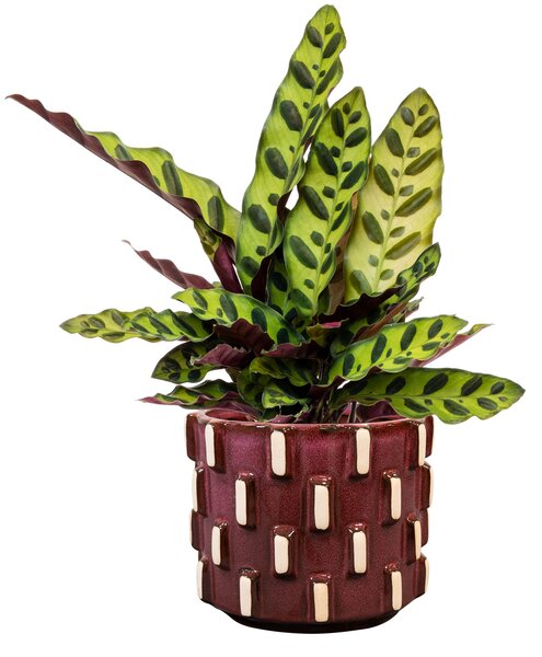 Obal Inez burgundy D15 H13