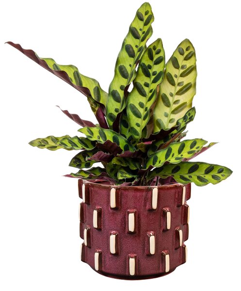 Ter Steege Obal Inez burgundy D19 H15