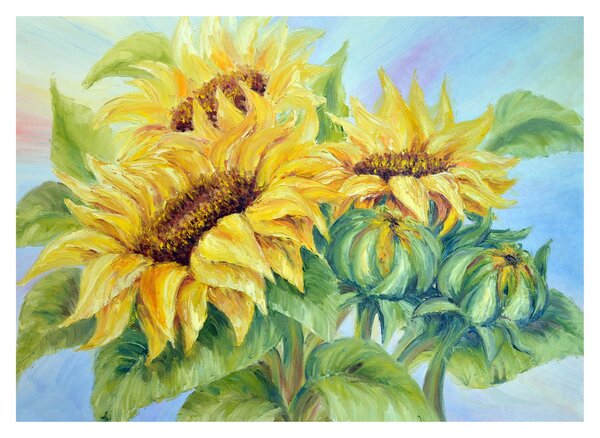 Obraz rozkvetlých slunečnic (70x50 cm)