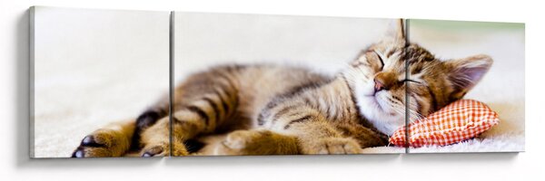 Obraz - Spící kotě (170x50 cm)