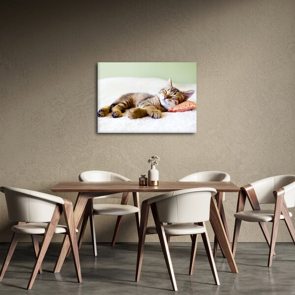 Obraz - Spící kotě (70x50 cm)