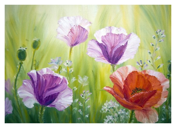 Obraz - Vlčí máky (70x50 cm)