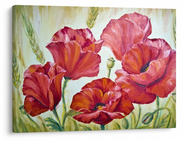 Obraz - Květy vlčích máků (70x50 cm)