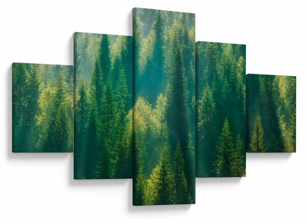 Obraz - Borovicový les (125x70 cm)