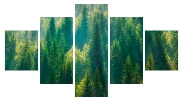 Obraz - Borovicový les (125x70 cm)
