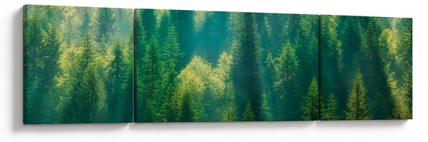 Obraz - Borovicový les (170x50 cm)