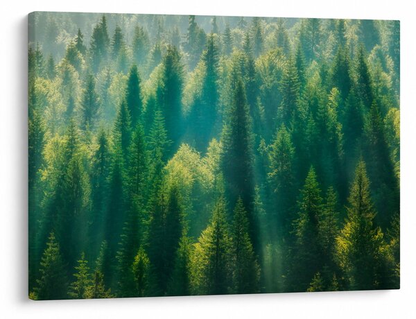 Obraz - Borovicový les (70x50 cm)