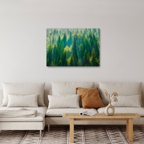 Obraz - Borovicový les (70x50 cm)