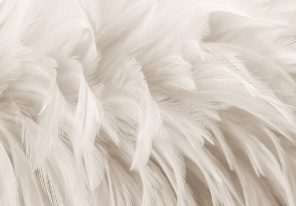 Fototapeta vliesová: Pastel Feathers - 312x219cm