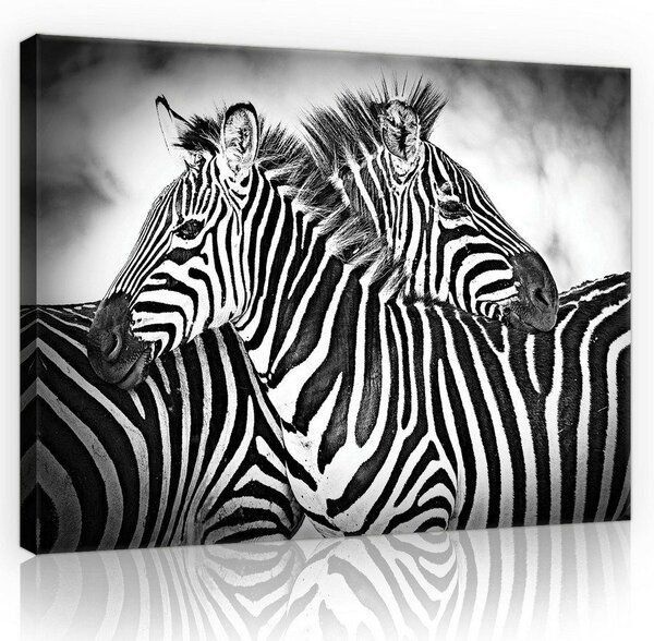 Obraz na plátně: Zebra (1) - 75x100 cm