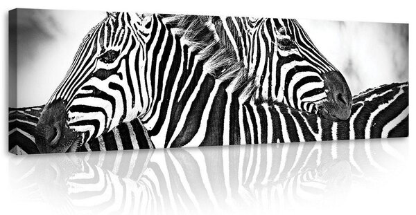 Obraz na plátně: Zebra (1) - 145x45 cm