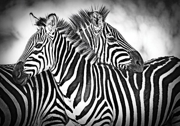 Obraz na plátně: Zebra (1) - 75x100 cm