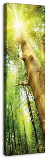 Obraz na plátně: Slunce v lese (1) - 145x45 cm
