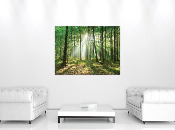 Obraz na plátně: Slunce v lese (3) - 80x60 cm