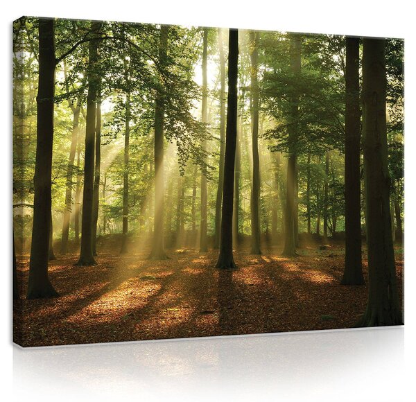 Obraz na plátně: Slunce v lese (4) - 80x60 cm