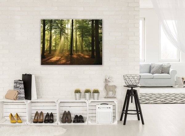 Obraz na plátně: Slunce v lese (4) - 80x60 cm