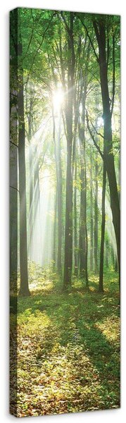 Obraz na plátně: Slunce v lese (3) - 145x45 cm