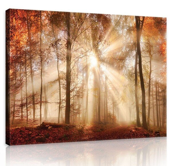 Obraz na plátně: Lesní rozbřesk - 75x100 cm