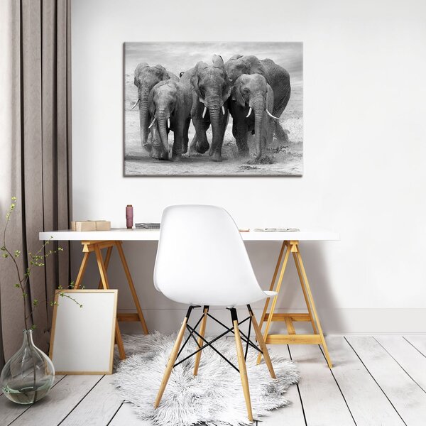 Obraz na plátně: Sloni - 80x60 cm