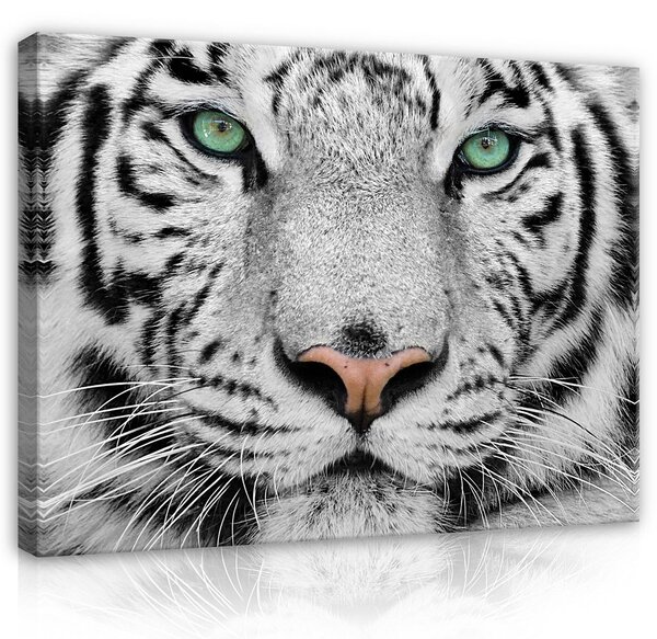 Obraz na plátně: Bílý tygr - 80x60 cm
