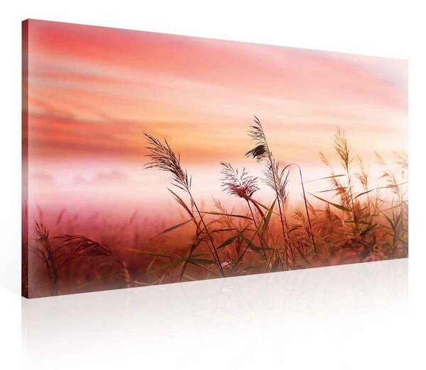 Obraz na plátně: Louka (západ slunce) - 75x100 cm