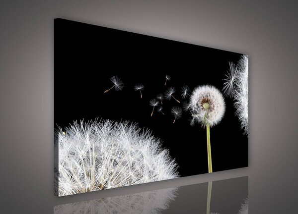 Obraz na plátně: Pampeliška (5) - 80x60 cm