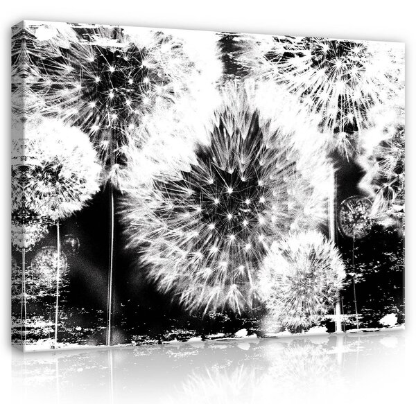 Obraz na plátně: Pampelišky (černobílé) - 80x60 cm
