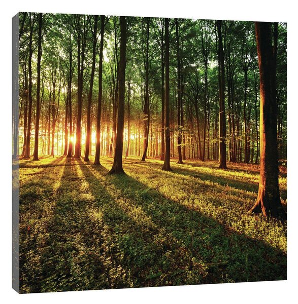 Obraz na plátně: Západ slunce v lese - 80x60 cm