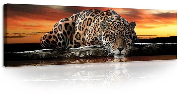Obraz na plátně: Jaguár - 145x45 cm