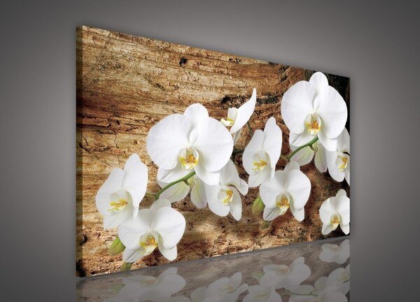 Obraz na plátně: Orchideje na dřevě - 75x100 cm