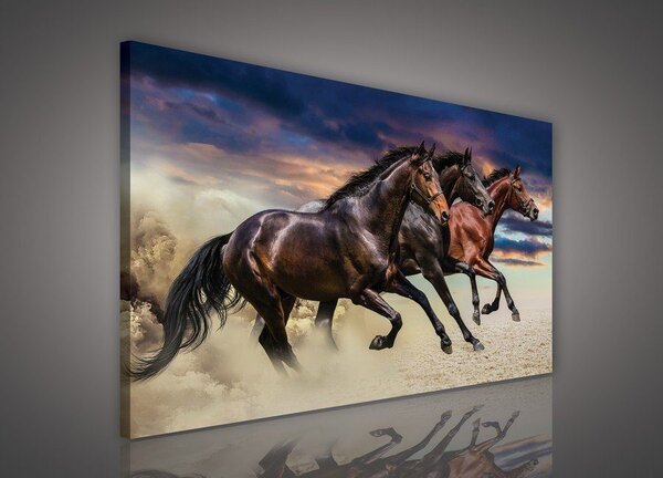 Obraz na plátně: Cvalájící koně - 75x100 cm