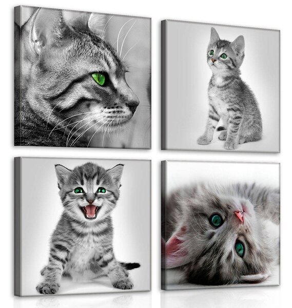 Obraz na plátně: Koťata (1) - set 4ks 25x25cm