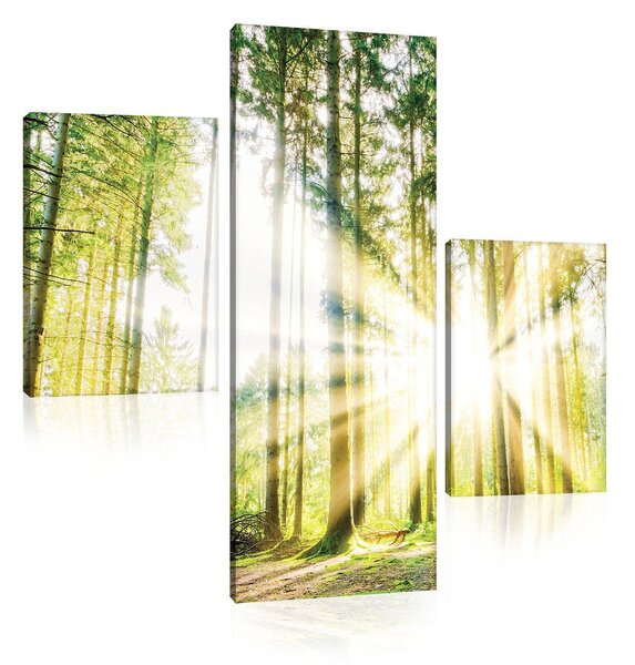Obraz na plátně: Slunce v lese (2) - set 1ks 80x30 cm a 2ks 37,5x24,8 cm