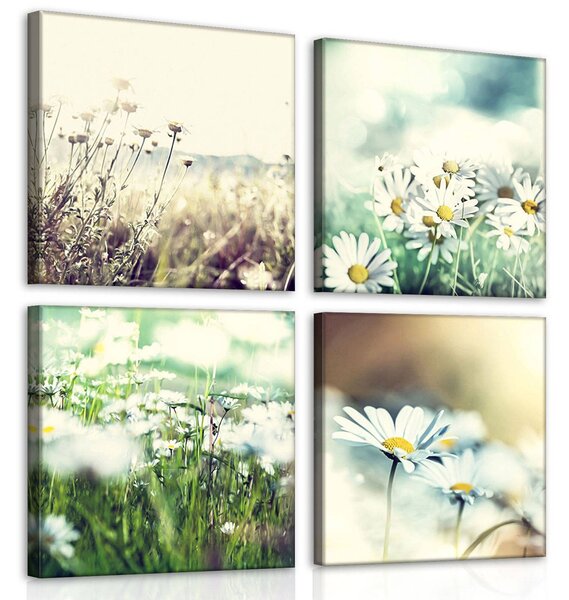 Obraz na plátně: Sedmikrásky - set 4ks 25x25cm