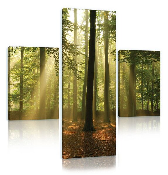 Obraz na plátně: Slunce v lese (4) - set 1ks 80x30 cm a 2ks 37,5x24,8 cm