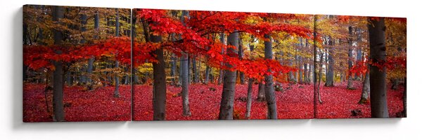 Obraz - Červený les (170x50 cm)