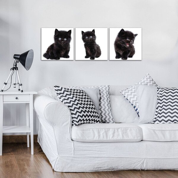 Obraz na plátně: Černé kotě - set 3ks 25x25cm