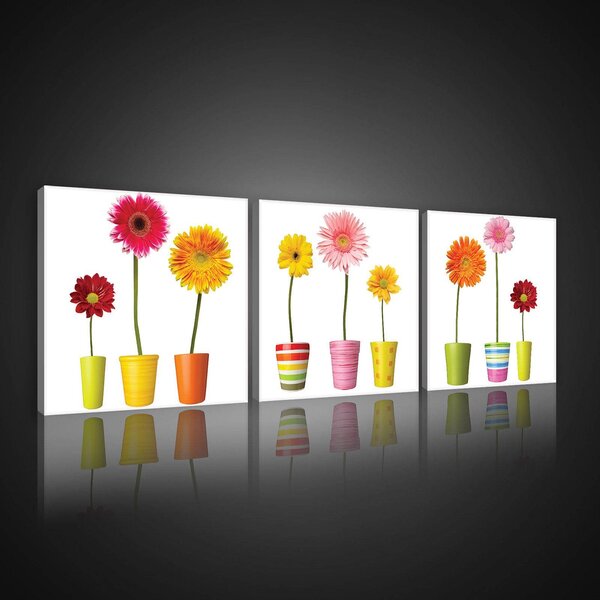 Obraz na plátně: Gerbery (1) - set 3ks 25x25cm