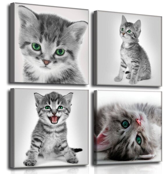 Obraz na plátně: Kotě (1) - set 4ks 25x25cm
