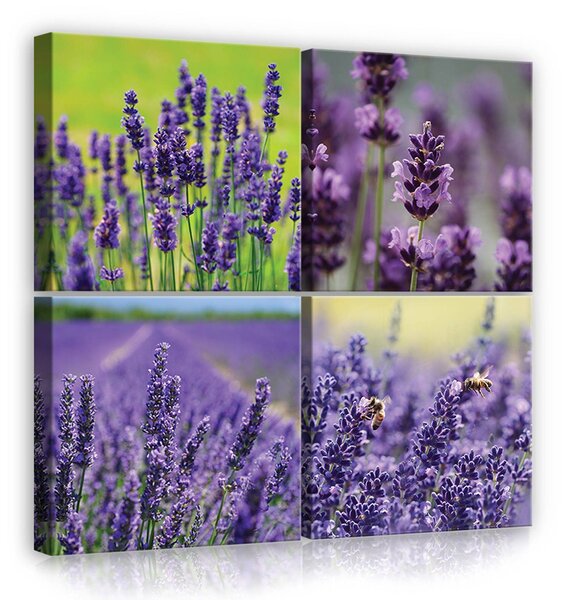 Obraz na plátně: Levandule (3) - set 4ks 25x25cm