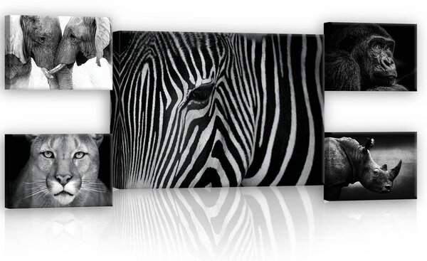 Obraz na plátně: Černobílá zvířata (2) - set 1ks 70x50 cm a 4ks 32,4x22,8 cm